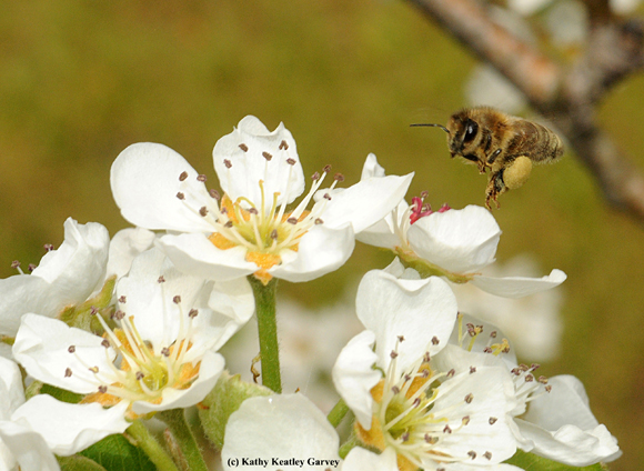 Bee on pear