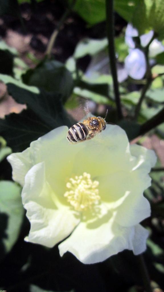 Bee hovers over cotton flower in South Texas. Credit: Sarah Cusser 