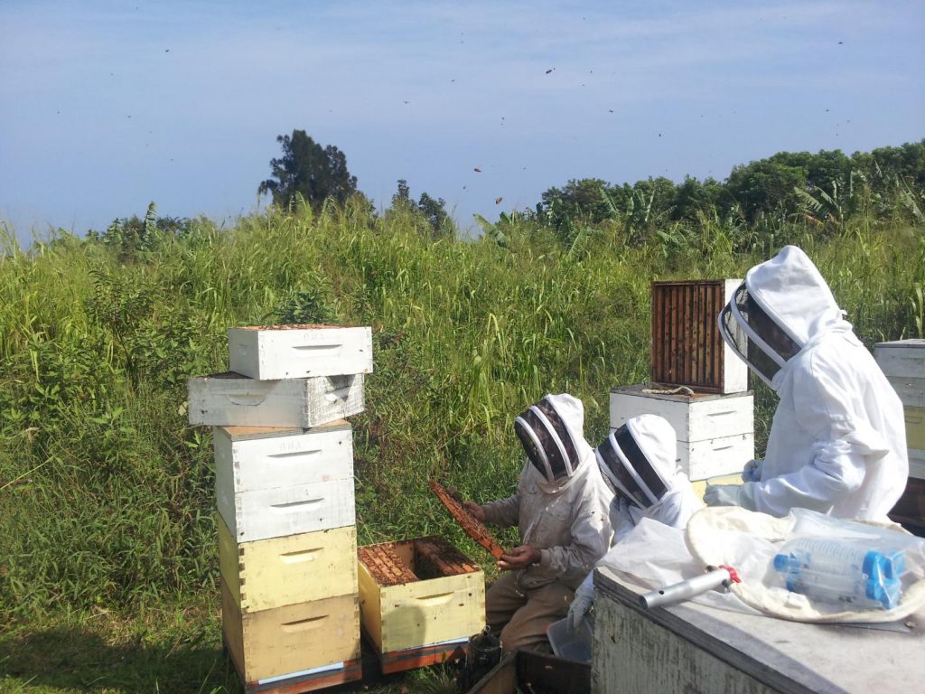 This image shows researchers collecting samples on Moku Island in Hawaii.  Credit: Marine Biological Association. 