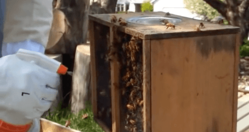 How to install package bees