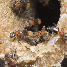 Nest entrance of the stingless bee, Geniotrigona thoracica, is from Malaysia