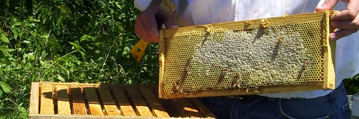 The Bee Gym Help Your Bees Work Out The Mites Beekeeping Learning Center Dadant And Sons 0969