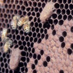 Supercedure queen cells on the face of a honey bee comb