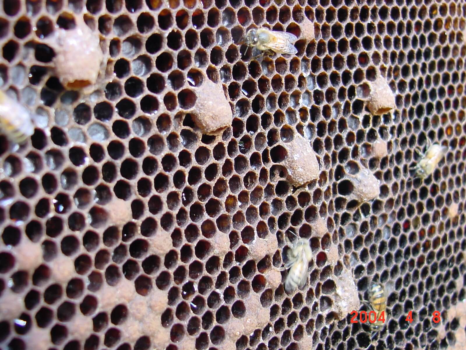  Queen Bee Honeycomb Funny Beekeeping Honey Apiary