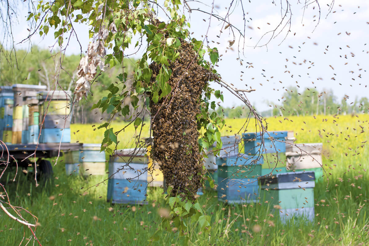 Nucs Swarms And Colonies Pt 2 An Intro To Swarms Dadant And Sons