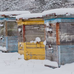 Feeding Bees in the Winter