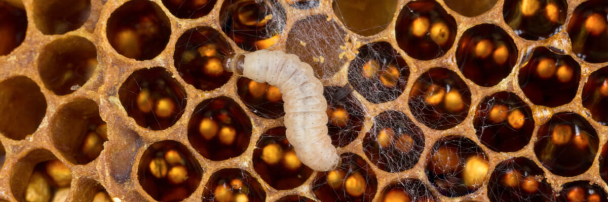 Wax Worms Destroy Beeswax, BUT What if 