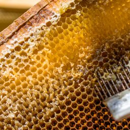 second-year beekeeper scraping cappings off of honeycomb to harvest honey