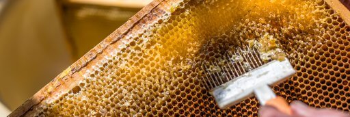 second-year beekeeper scraping cappings off of honeycomb to harvest honey