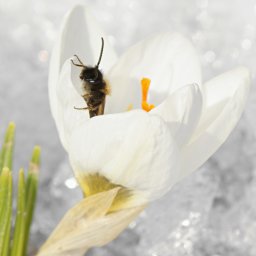 Bee visiting a crocus, one of the few flowers to bloom in early spring