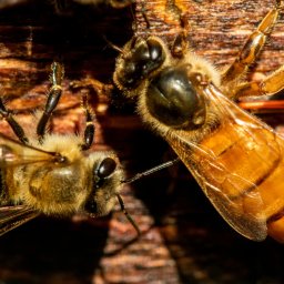 Queens and Workers showing differences in Honey Bee Biology