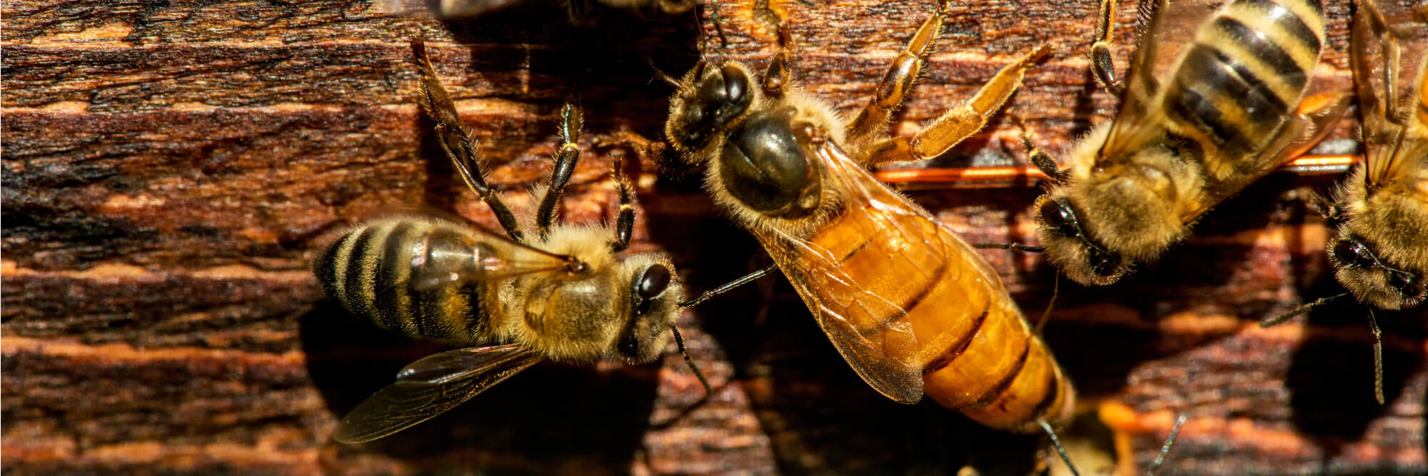 drone honey bee