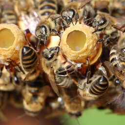 Honey bees sealing queen rearing cups