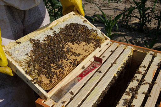 Local beekeepers prepare hives for harsh winter weather