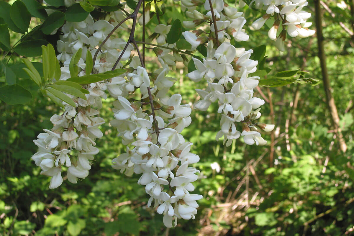 Black locust blooming in spring