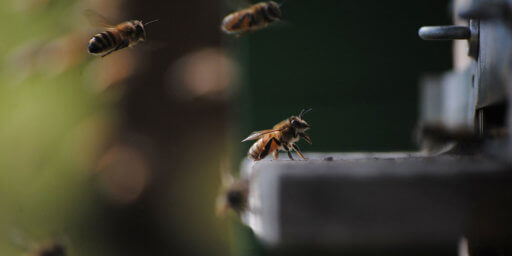 Hungry package bees fed by beekeeper making sugar syrup