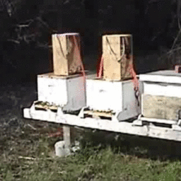 Catch boxes with captured honeybees