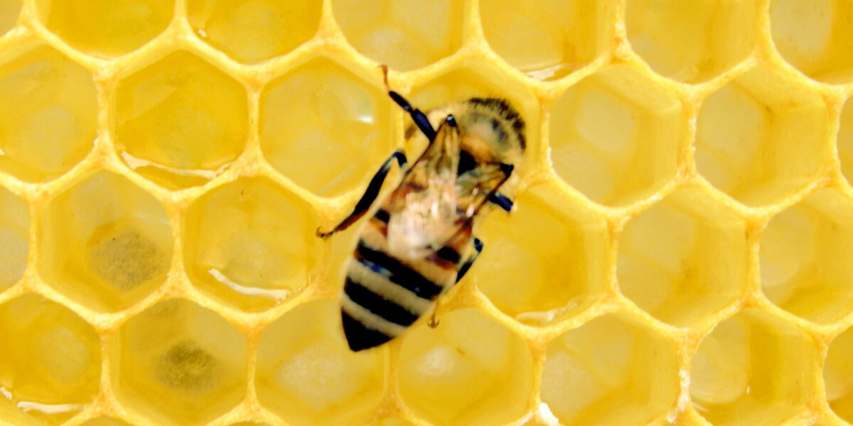 harvesting supers from a honeybee hive
