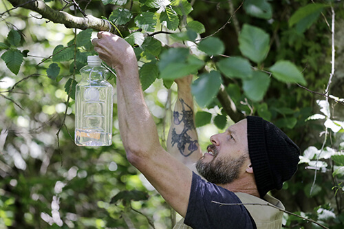 trap used to search for the Asian giant hornet