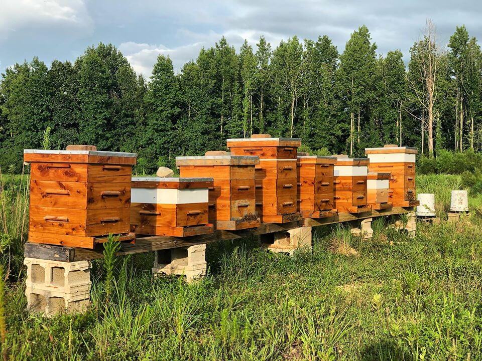 June Beekeeping Tips 7883