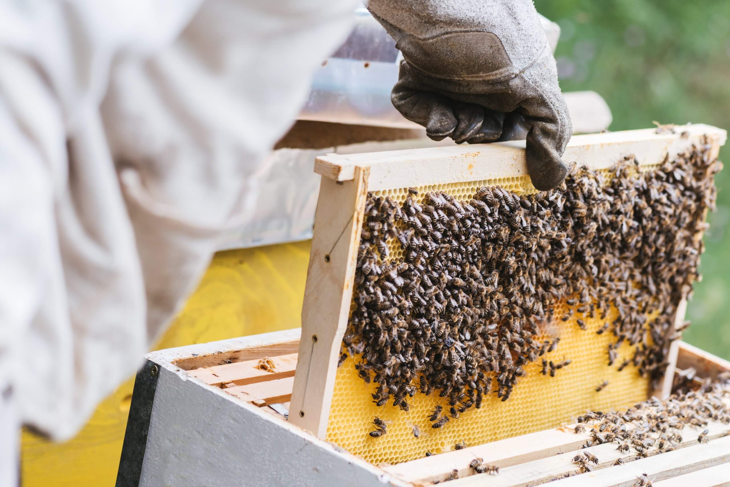 Beekeeper Working With Bees In Beehive Selective Focus And Small Depth Of Field Beekeeping 5688