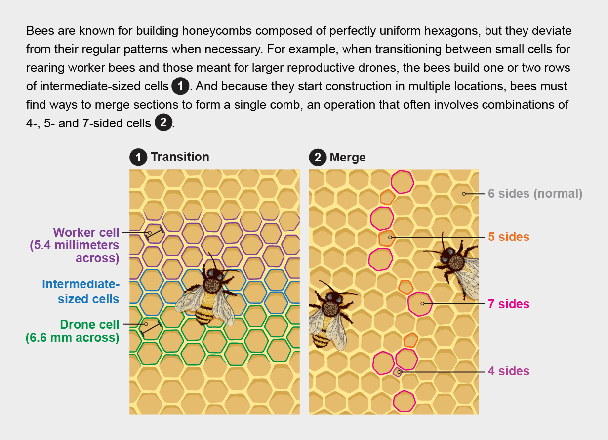 An Introduction To The Brood Nest Beekeeping Learning Center Dadant And Sons 1863 9382