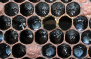 bee eggs