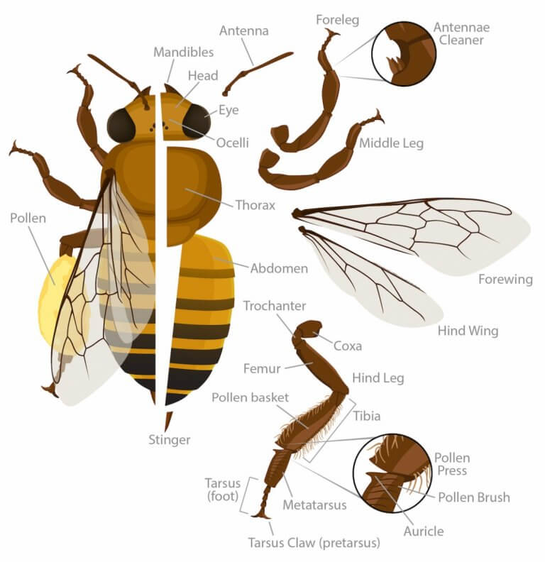 Understanding How Honey Bees Fly Beekeeping Learning Center Dadant And Sons 1863 3995