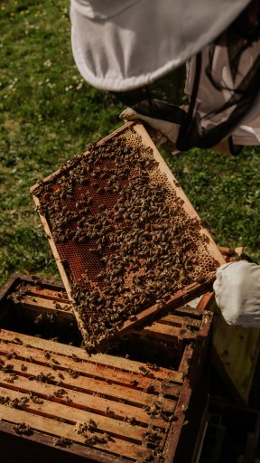 Top 10 mistakes a novice beekeeper makes - Ecocolmena