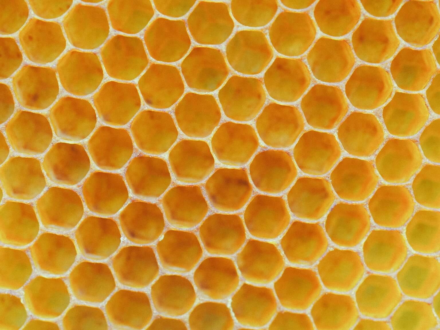 Why Do Honeycombs Look That Way? | Beekeeping Learning Center | Dadant ...