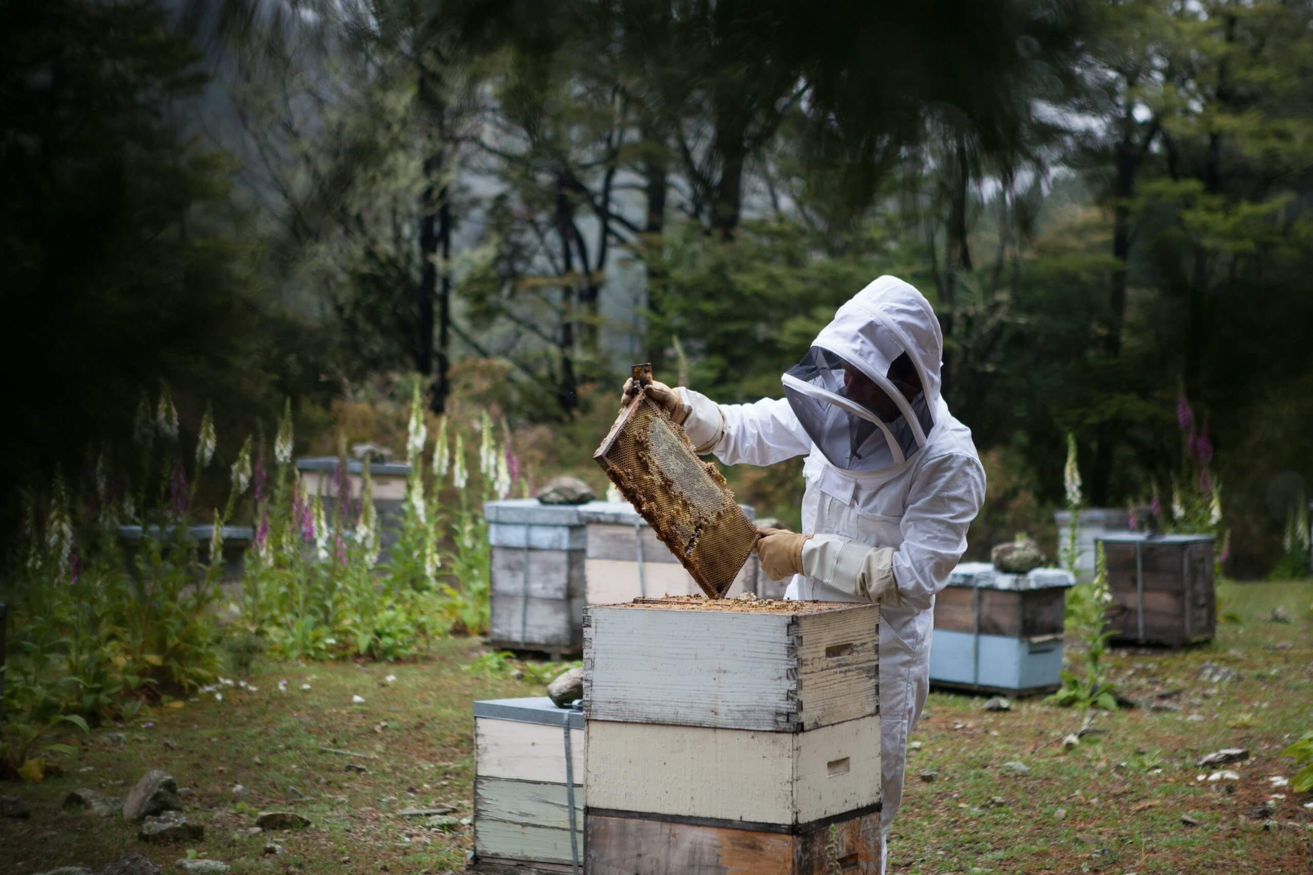 Honey Beekeeping - A Comprehensive Guide