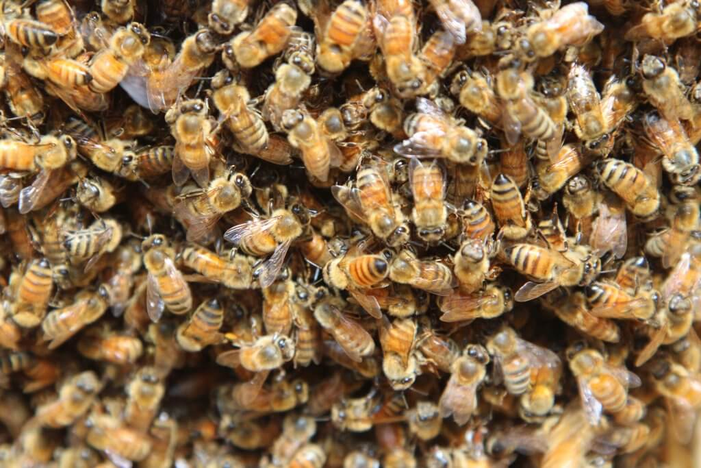 Honey Bee Swarms 101: What You Need to Know