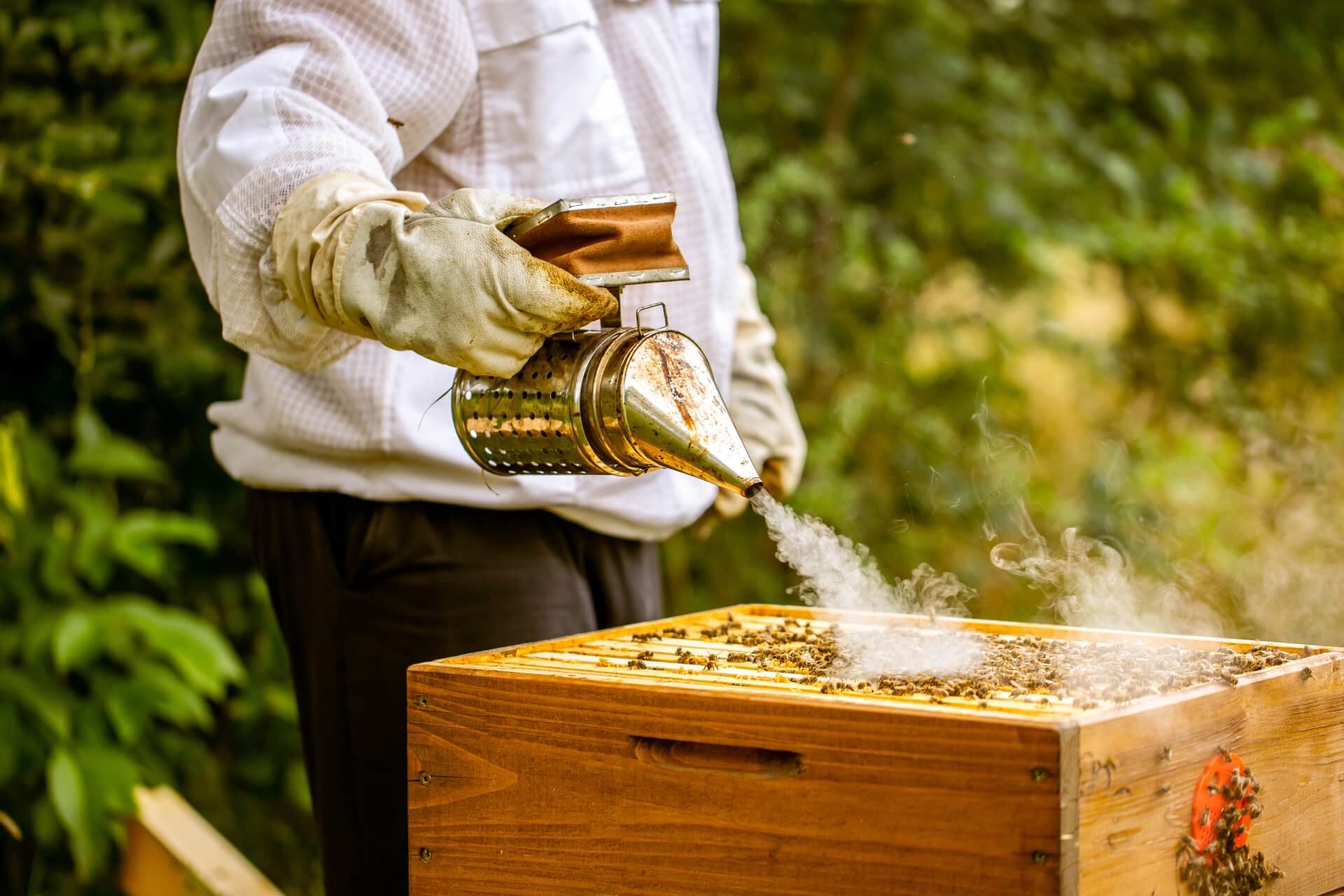 Bee Smoker With Beekeeper Working In His Apiary On A Bee Farm ...