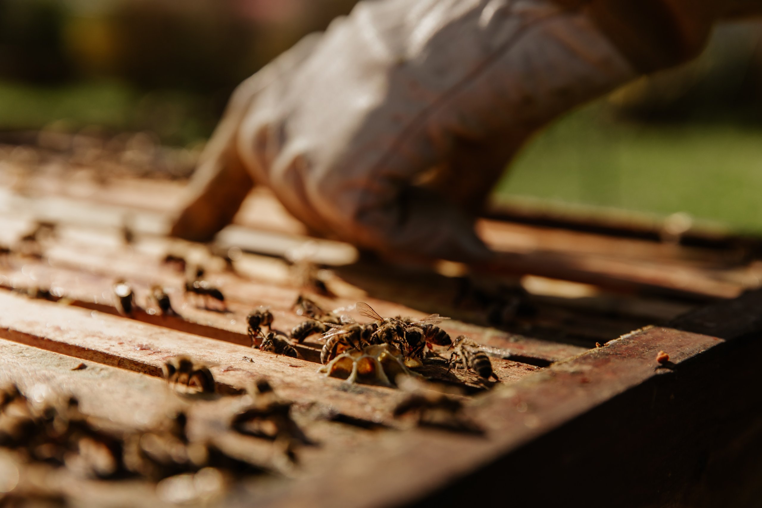 How to Wash Your Beekeeping Gloves | Beekeeping Learning Center ...