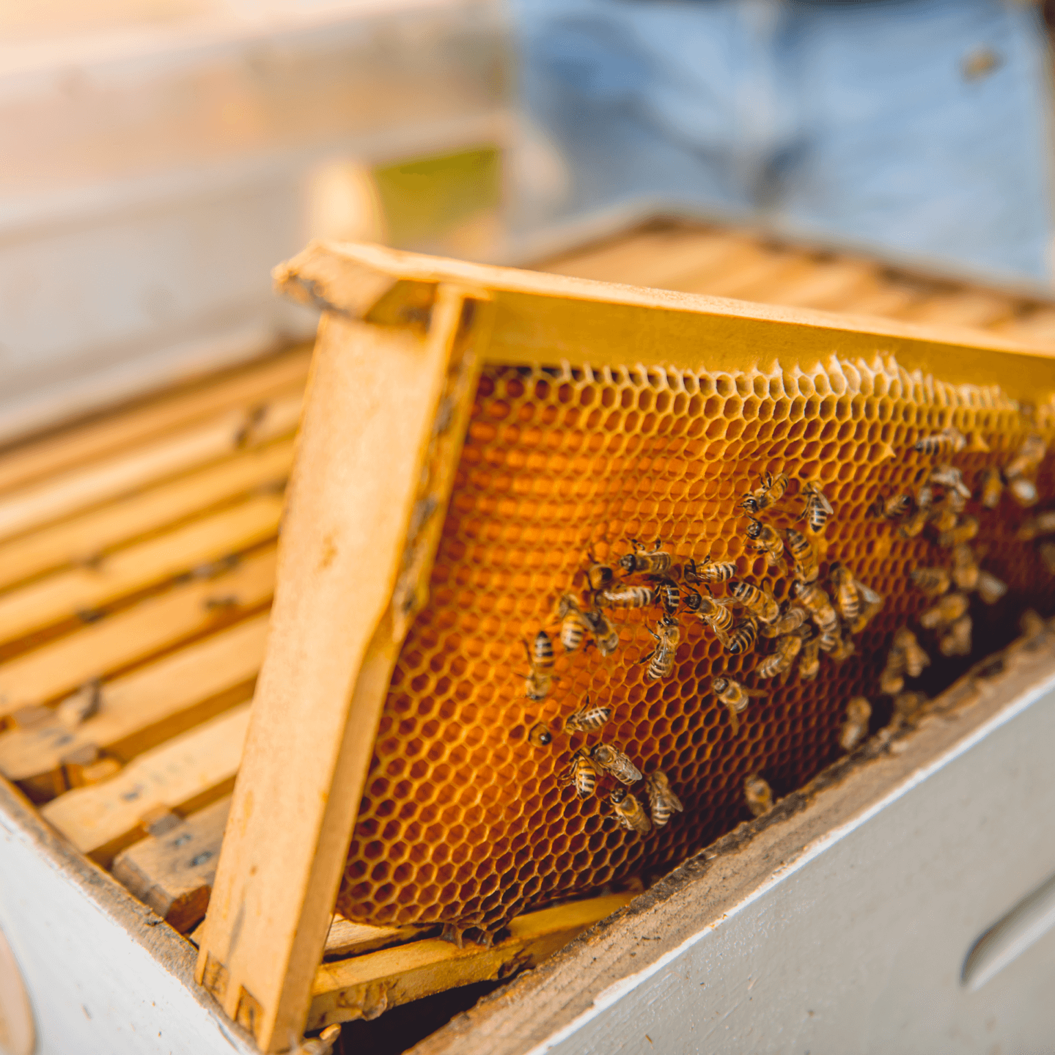 Beekeeping Learning Center Dadant And Sons 1863 5751