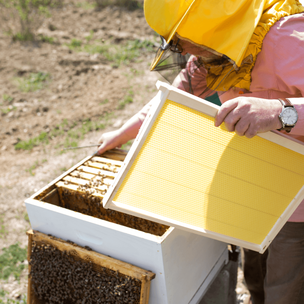 Beekeeping Learning Center Dadant And Sons 1863 6723