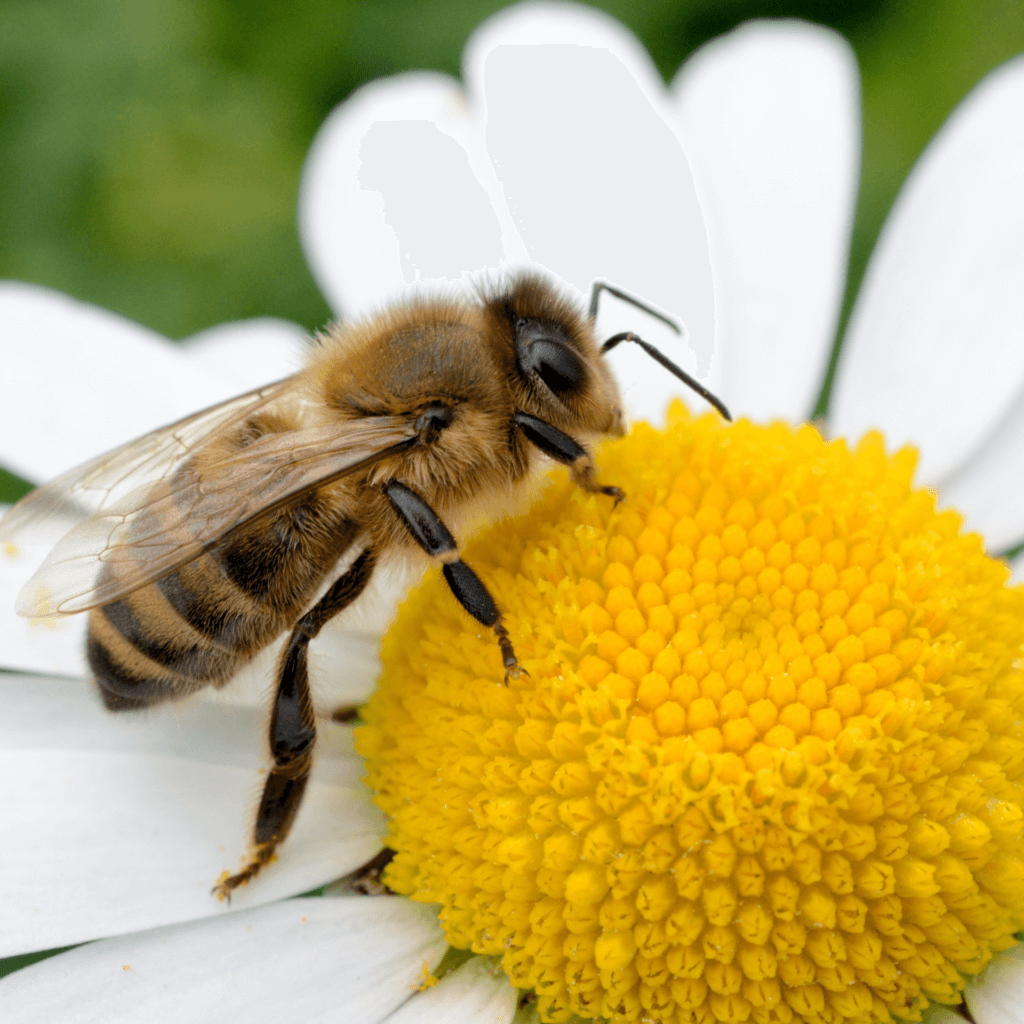 Beekeeping Learning Center Dadant And Sons 1863 8426