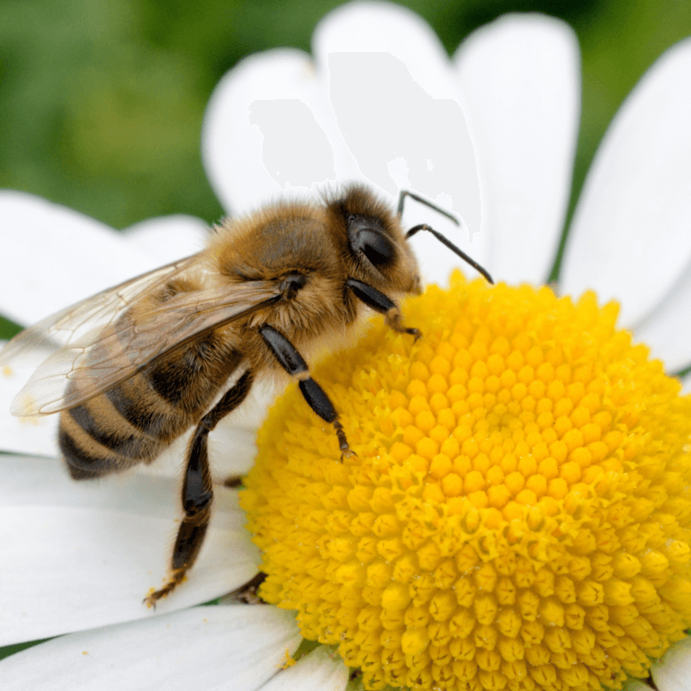 Beekeeping Learning Center Dadant And Sons 1863 4844