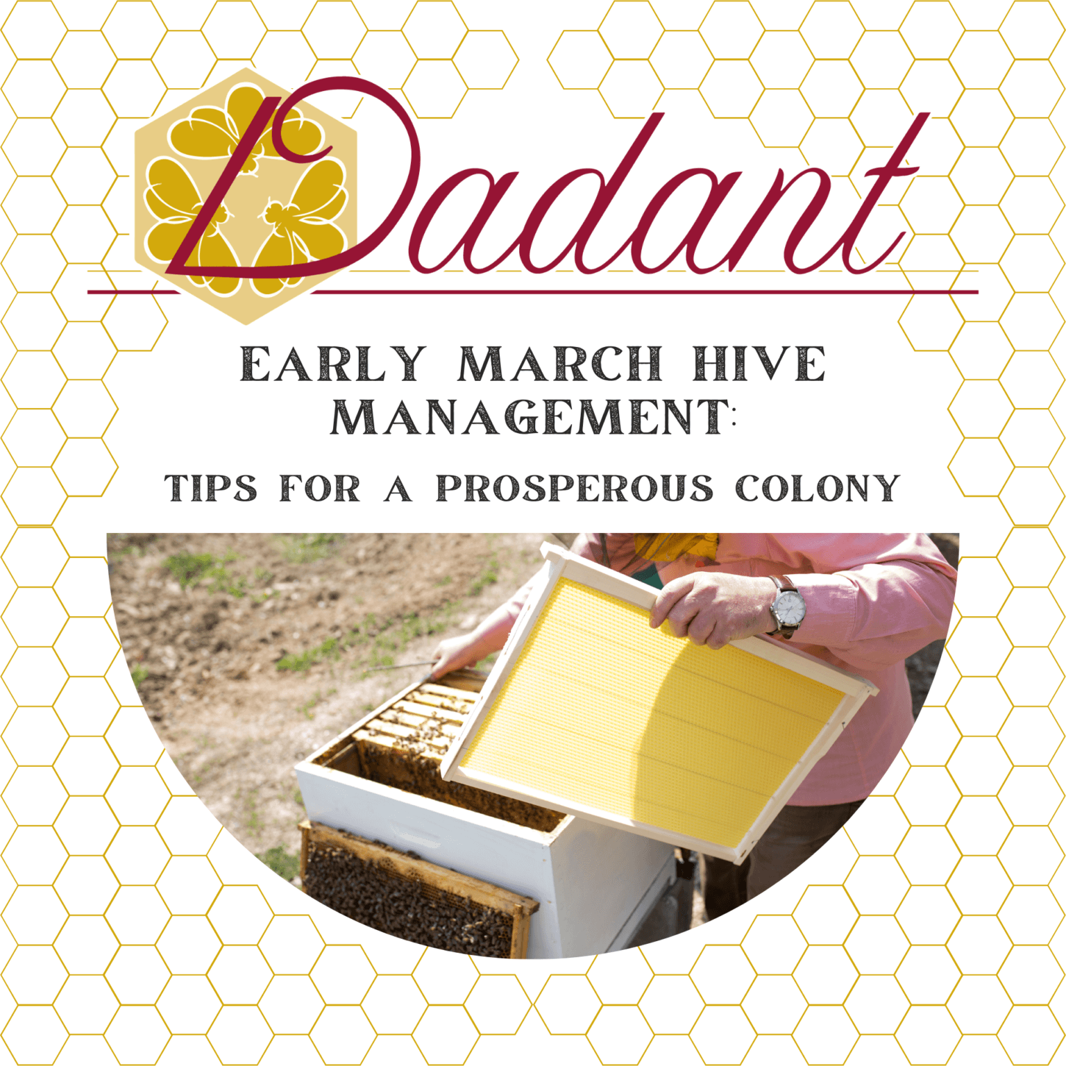 Early March Hive Management Tips For A Prosperous Colony Beekeeping Learning Center Dadant 3635