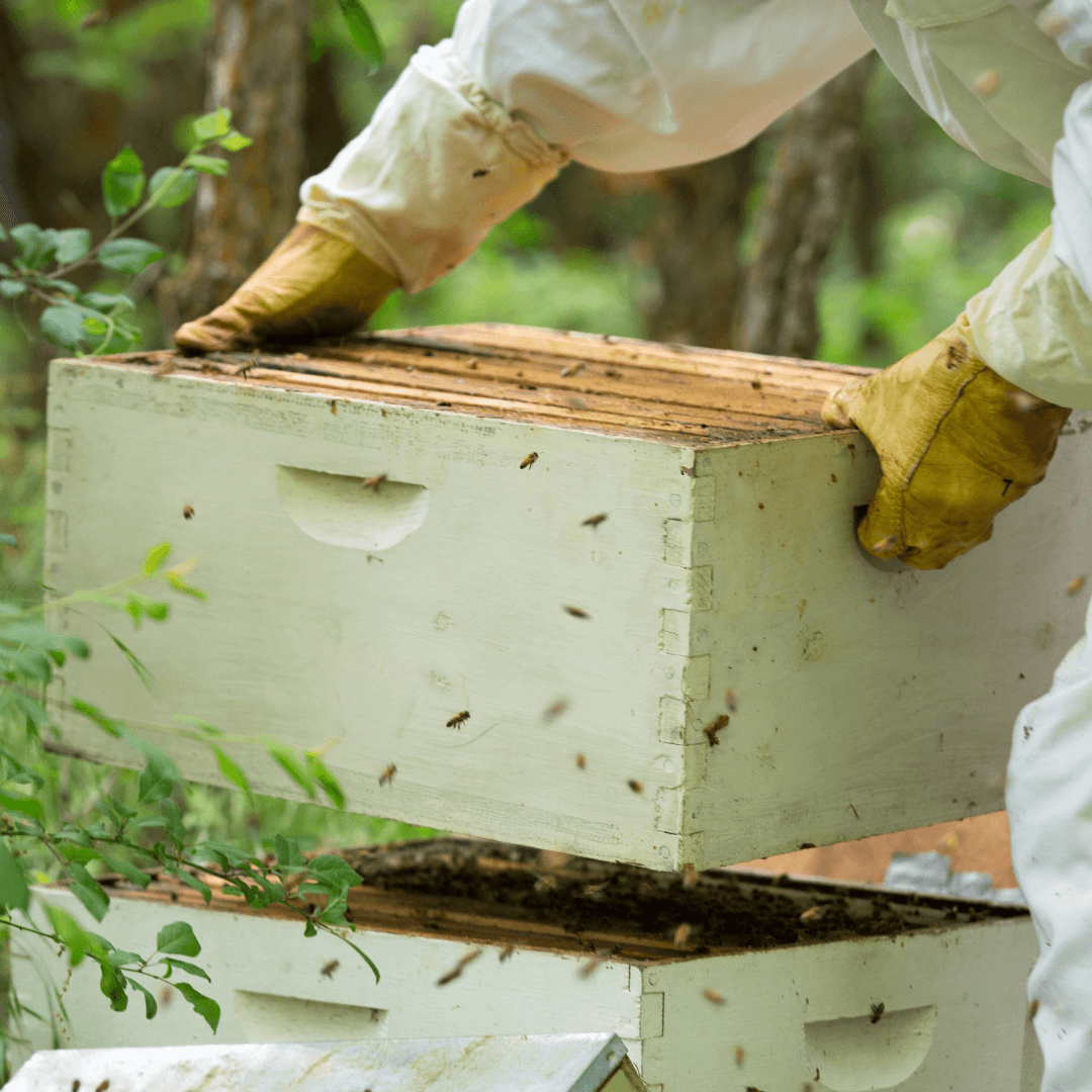 Mastering Hive Expansion: When and How to Add a Super | Beekeeping ...