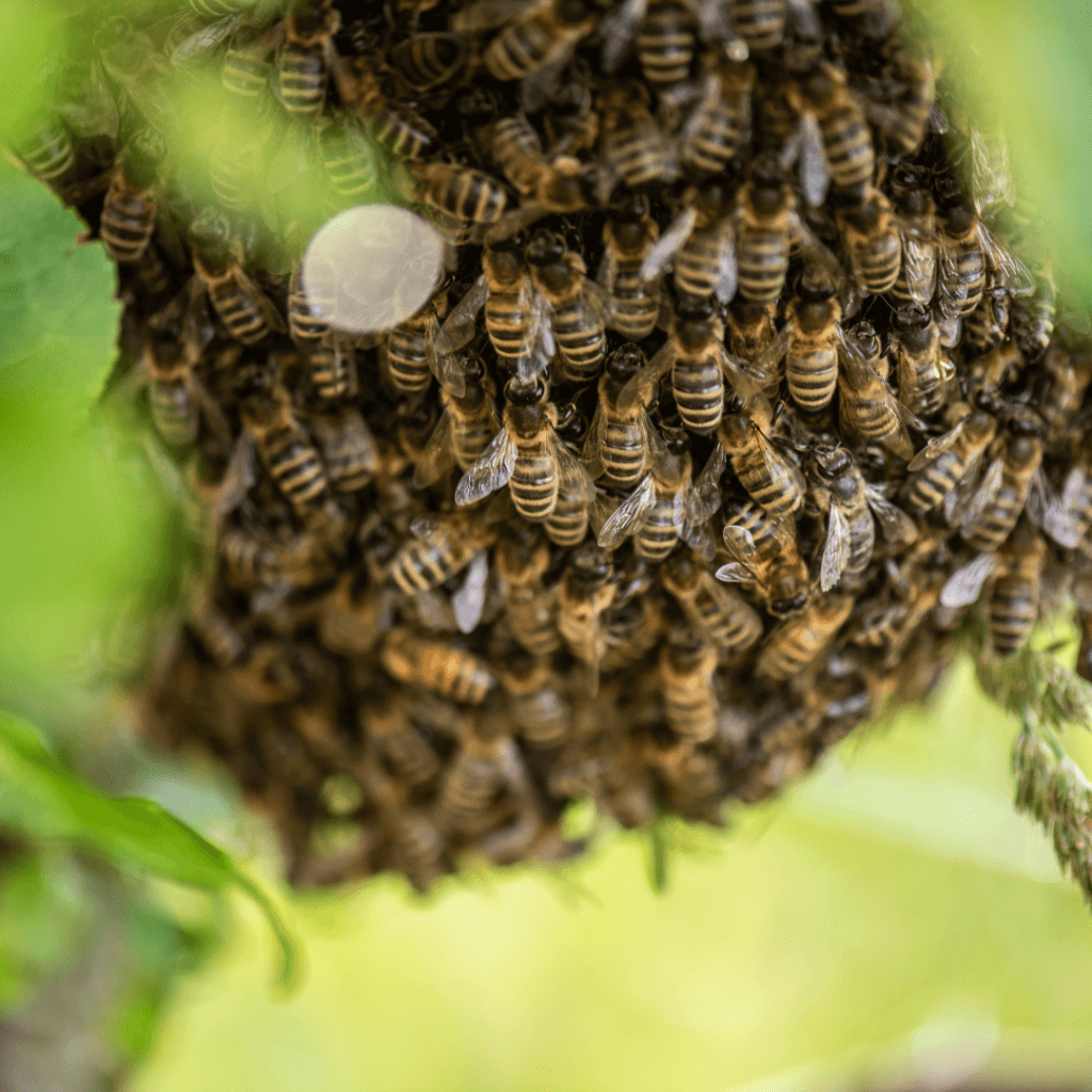 All About Honey Bee Swarms: Insights and Management