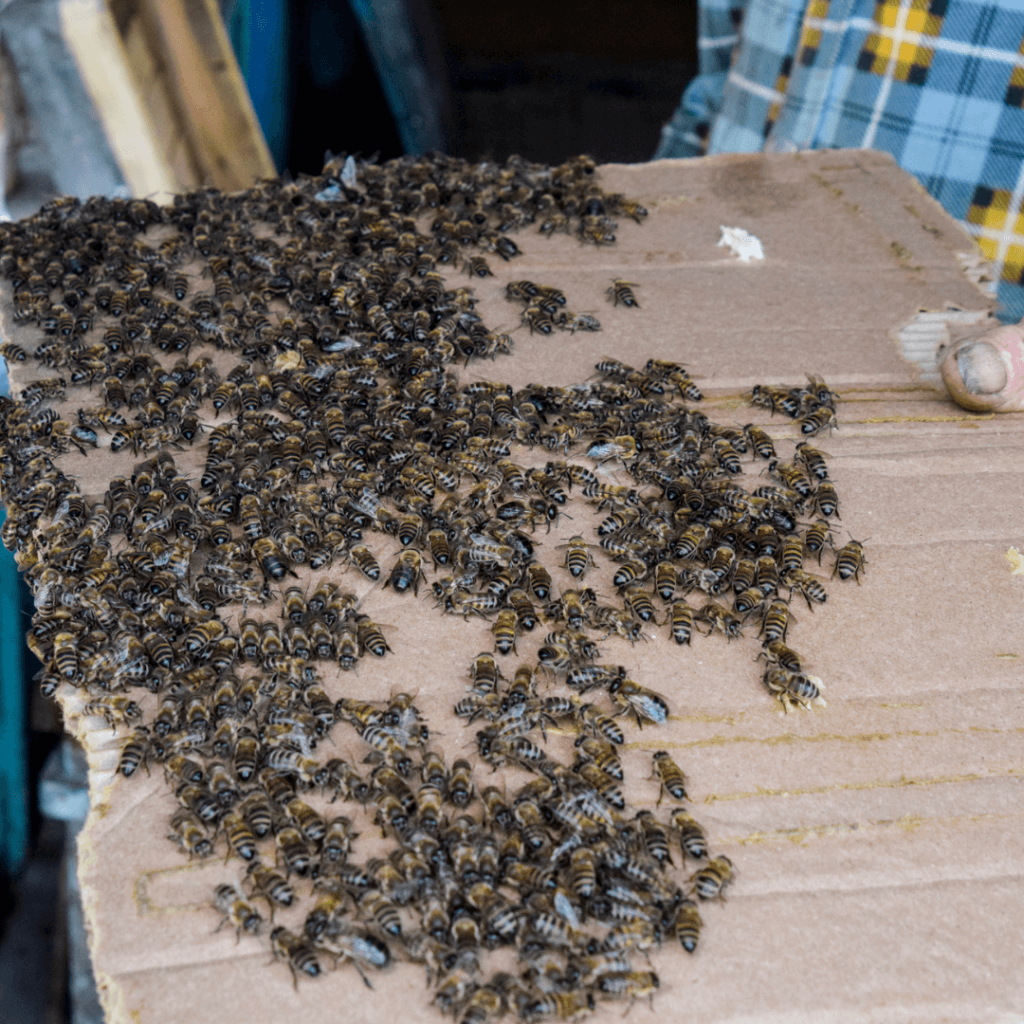 honey bee swarm (3) | Beekeeping Supplies & Equipment | Dadant & Sons 1863