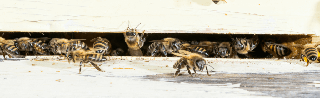 May Beekeeping Guide: Essential Tips For A Thriving Hive | Beekeeping ...