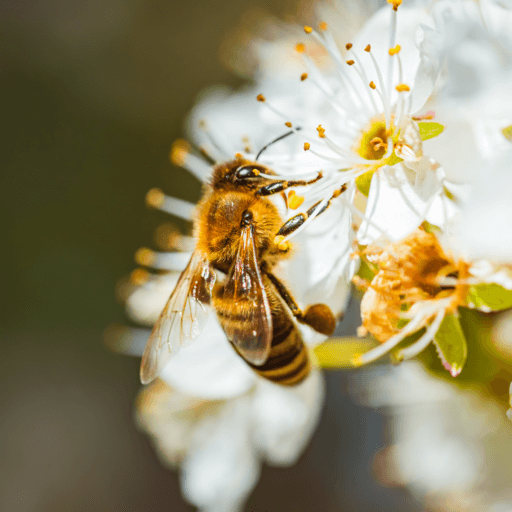 Beekeeping Learning Center Dadant And Sons 1863 8251