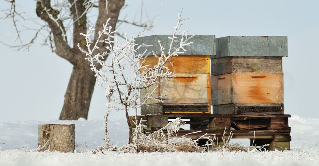 How To Care for Your Beehive in the Winter
