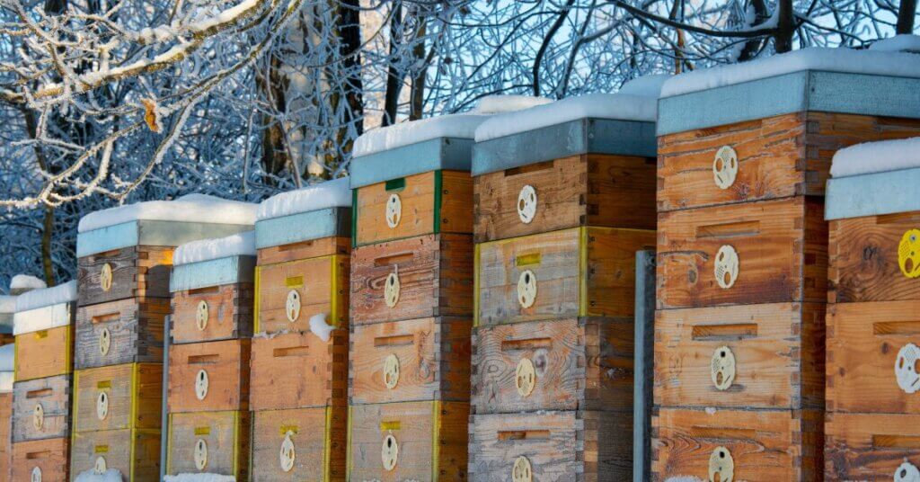 How To Care for Your Beehive in the Winter
