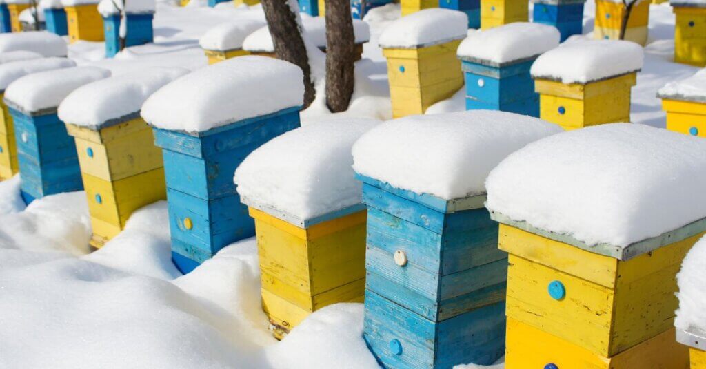 How To Care for Your Beehive in the Winter