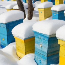 How To Care for Your Beehive in the Winter