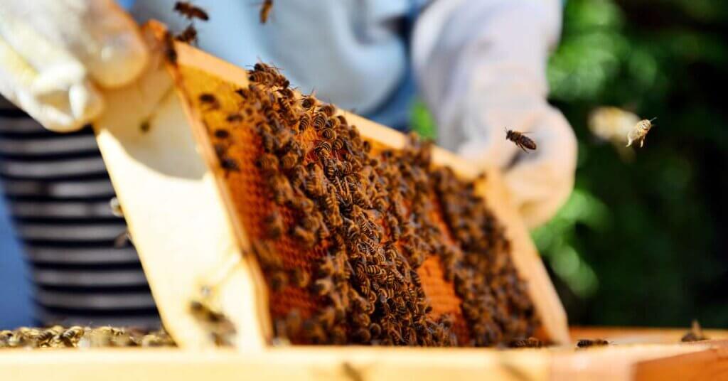 A beekeeper carefully pulling a honeycomb frame, densely covered in buzzing honeybees, out of a wooden hive box.