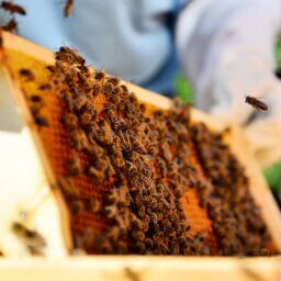 A beekeeper carefully pulling a honeycomb frame, densely covered in buzzing honeybees, out of a wooden hive box.